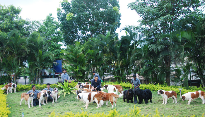 Image Caption
