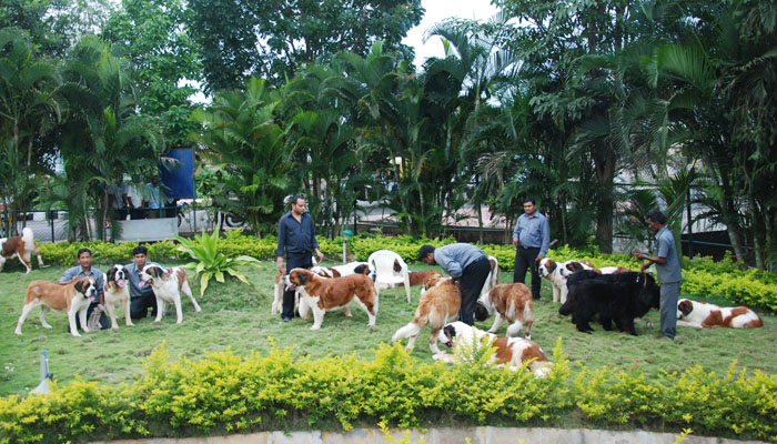 Image Caption