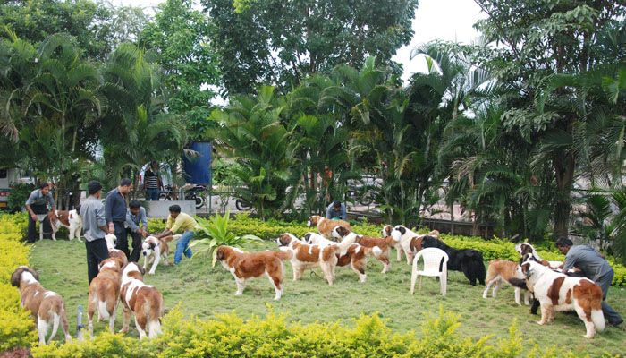 Image Caption